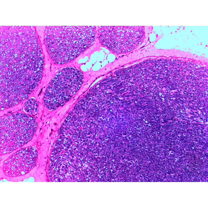 Levenhuk Preparati permanenti N20 NG